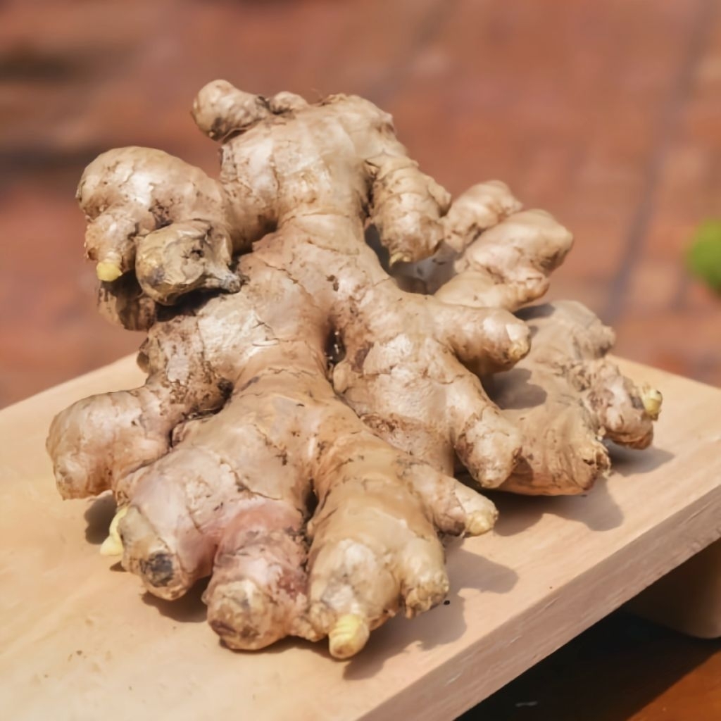

Jahe putih fresh (Zingiber officinale) original 500 gram/½ kg