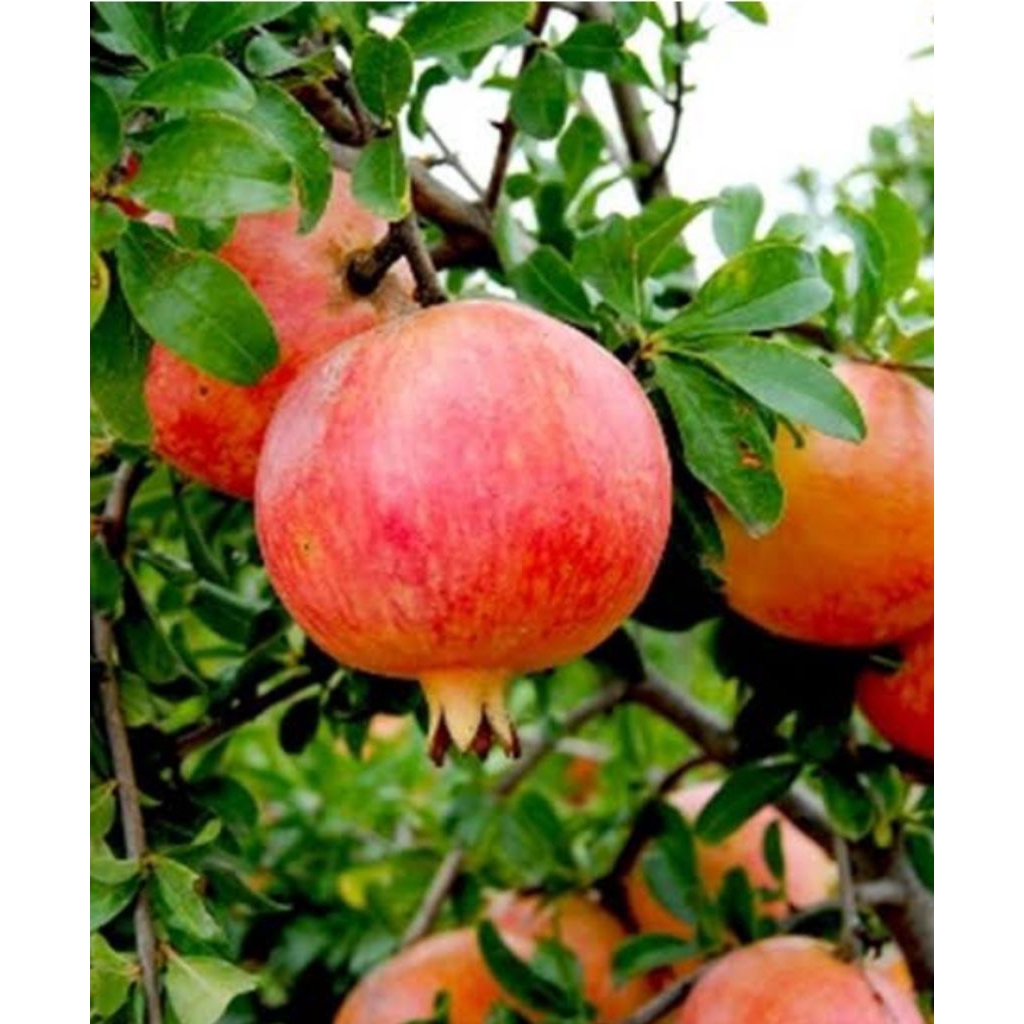 bibit delima merah full media bisa packing kayu