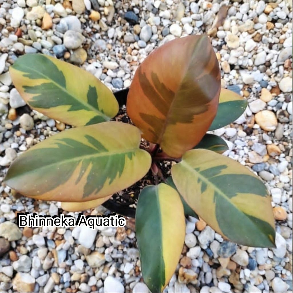 Taneman Hias Black Cardinal Variegata Varigated Varigata Real Pict Murah Ekonomis