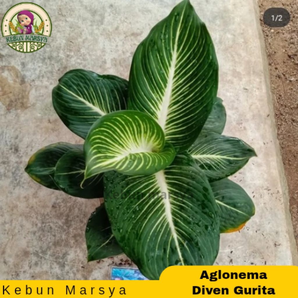 Aglonema Diven Gurita / Tissu Gianth