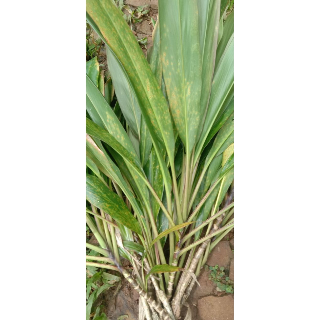 

bahan bibit batang hanjuang merah 20/30 cm lebar 5 cm,mini 1 cm panjang 30 cm.satu paket