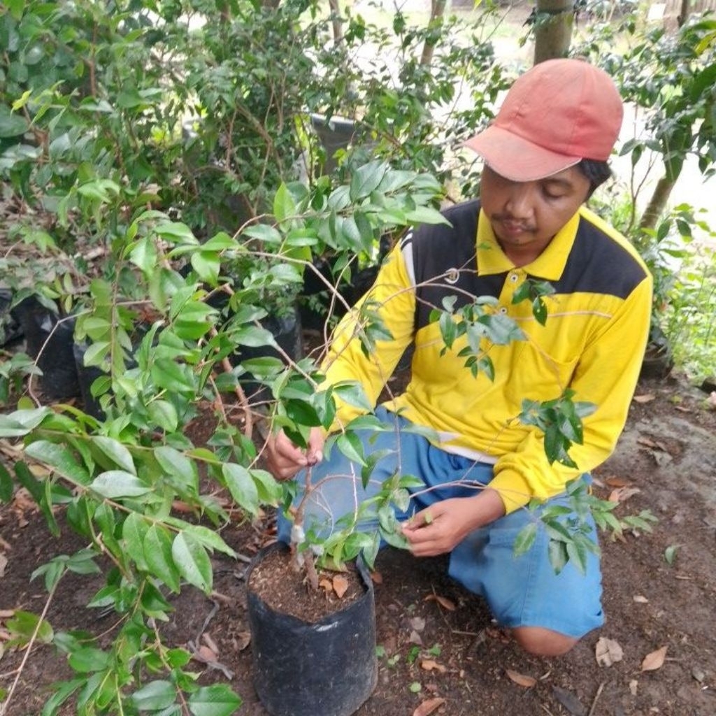 INDUKAN Anggur Pohon Putih berbunga