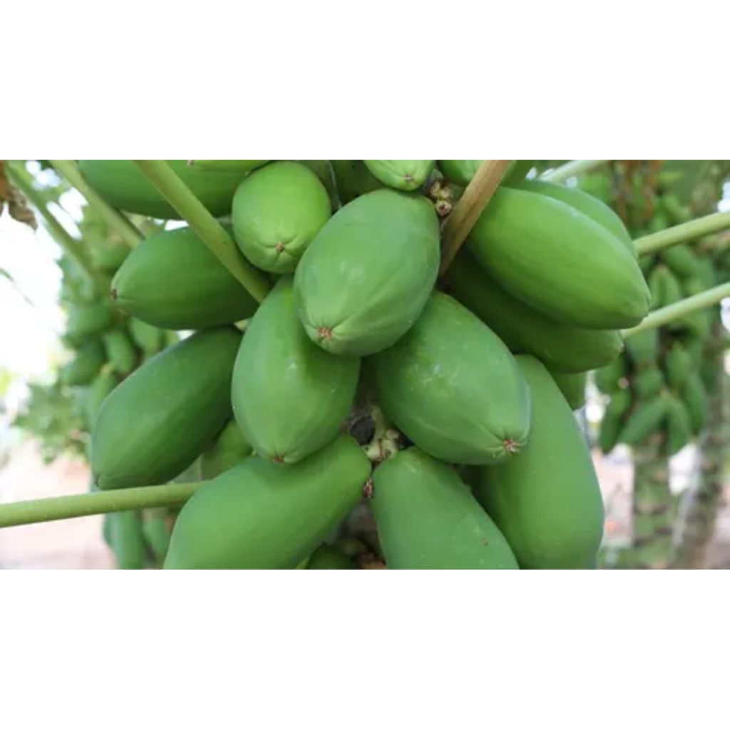 

Buah pepaya muda pepaya sayur obat herbal