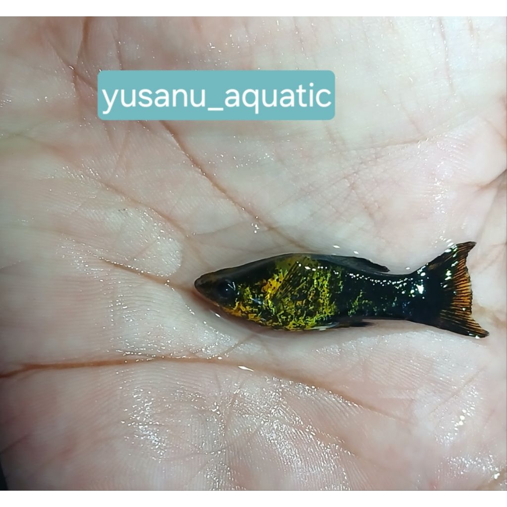 

( SEAFOOD ) isi 1 pcs golden black stock ready