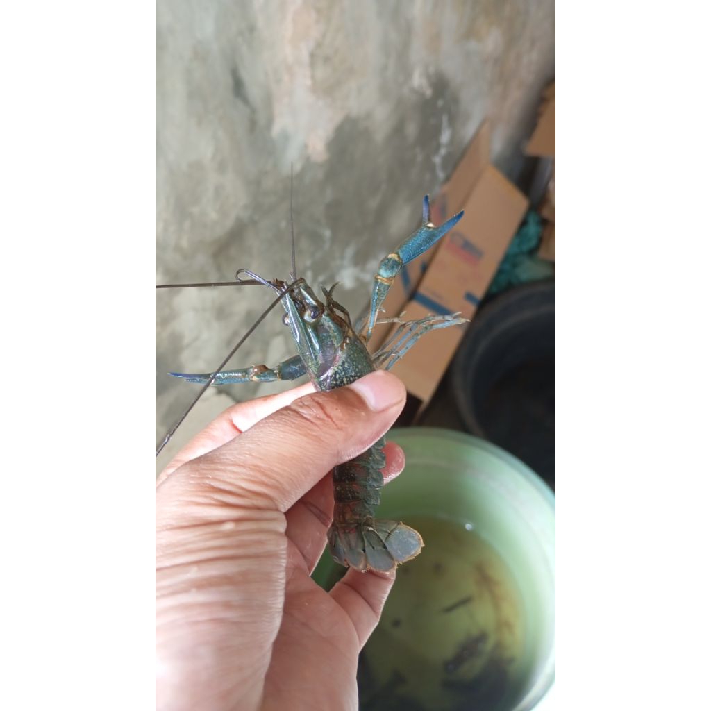 

bibit benih indukan lobster air tawar 2-3 inci