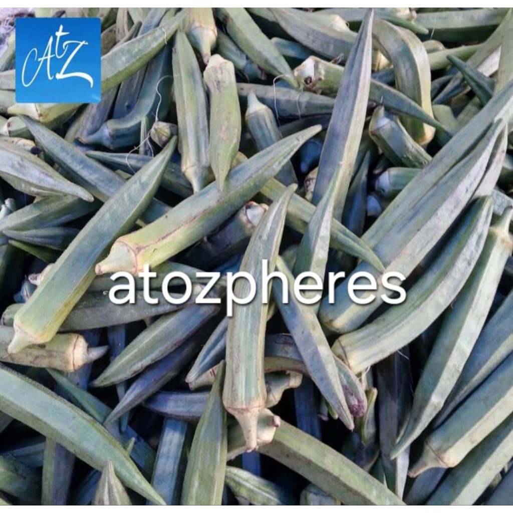 

Sayur kacang okra jetheu hijau muda segar pilihan fresh 100g