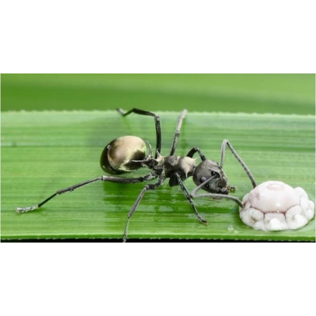 koloni semut polyrhachis dives / ratu semut / pet / koloni semut