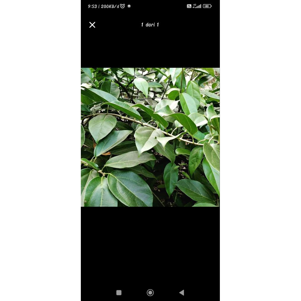 

cincau hijau asli organik kemasan plastik ½kg