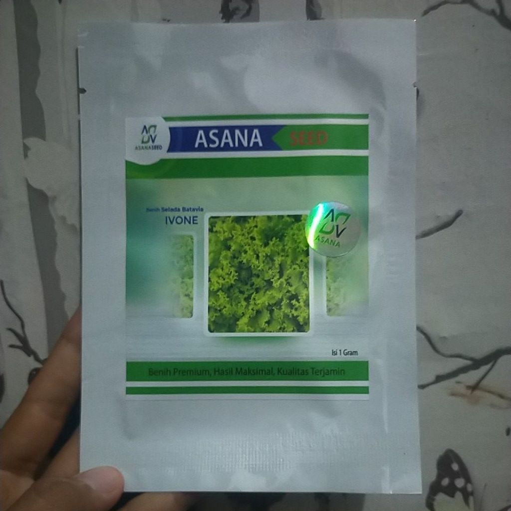 

benih selada batavia IVONE asana seed