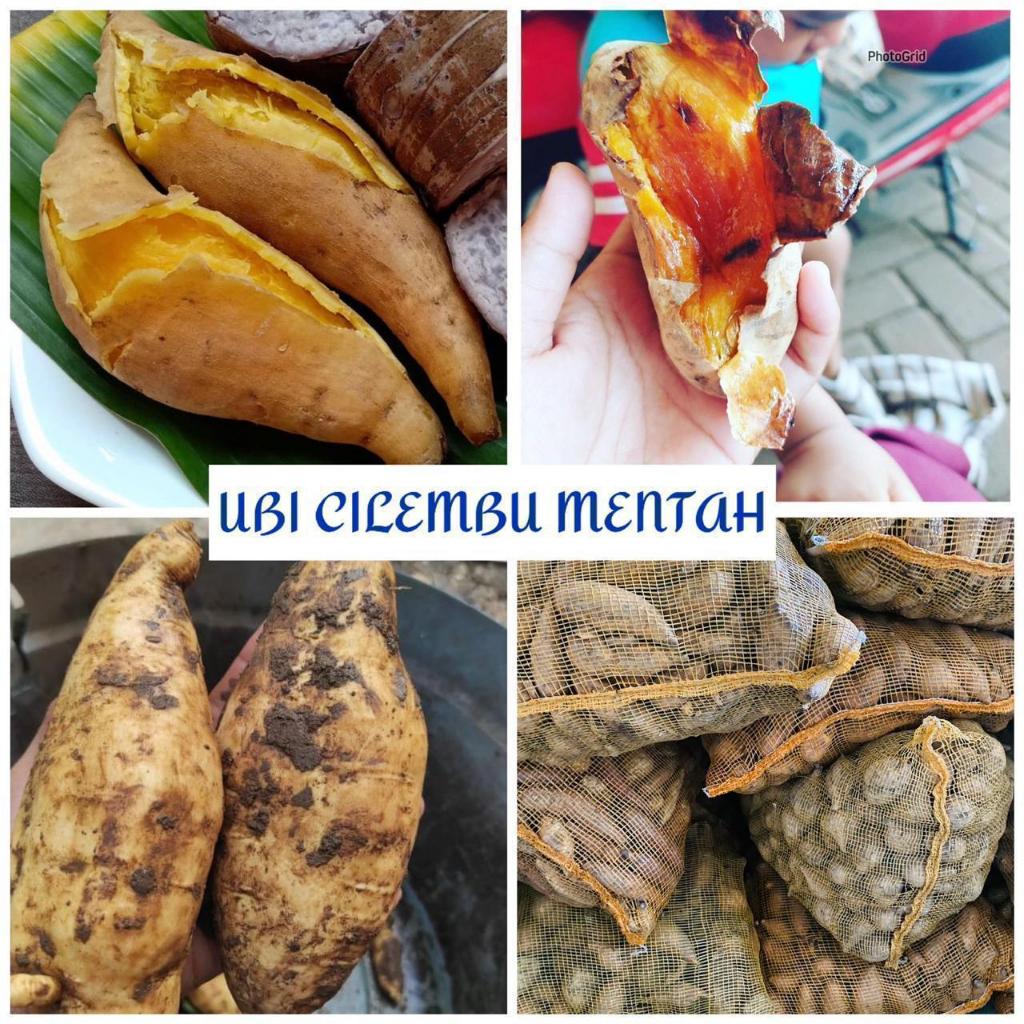 

MAKANAN SEHAT Ubi MADU CILEMBU MENTAH BULAT BERAT UKURAN RANDOM SESUAI STOCK BERAT 1000gr / 1 KG