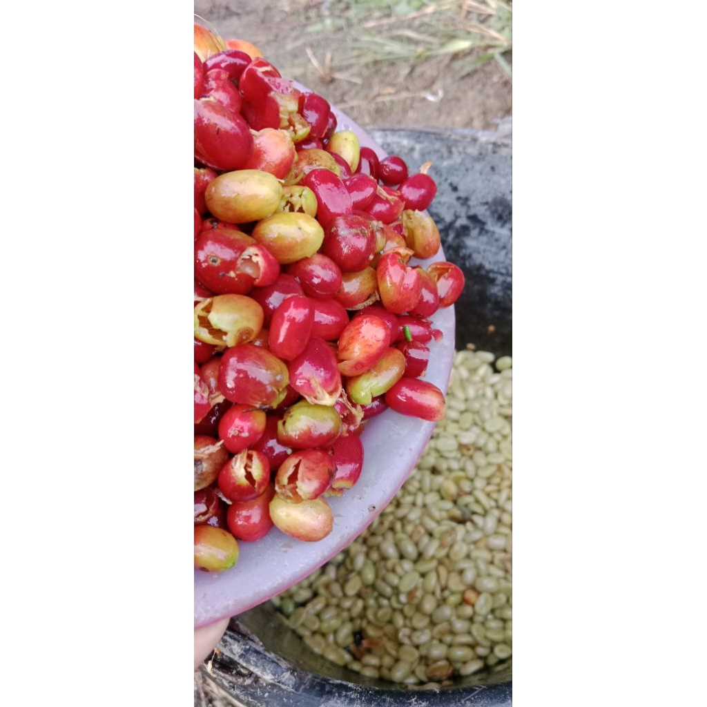 

kulit kopi arabika segar 500 gram