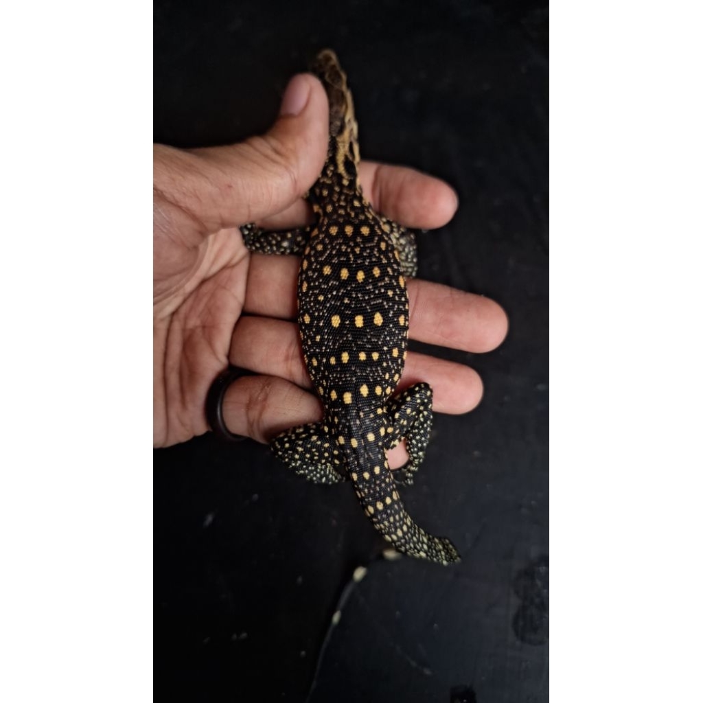 VARANUS CELEBENSIS || BIAWAK CELEBENSIS || BIAWAK SULAWESI. Cek diskripsi
