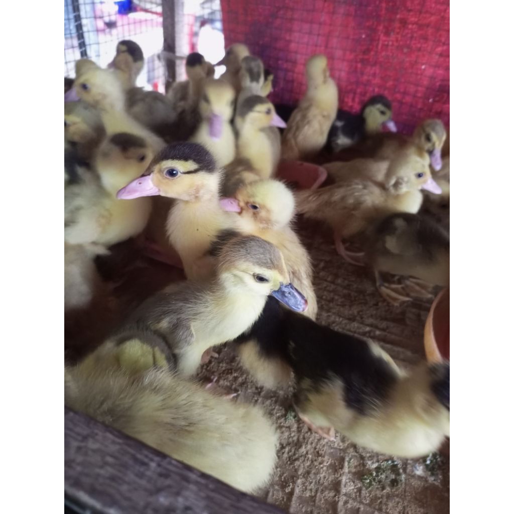 Entok 1 Mingguan - Entok Seminggu - ENTOK lokal