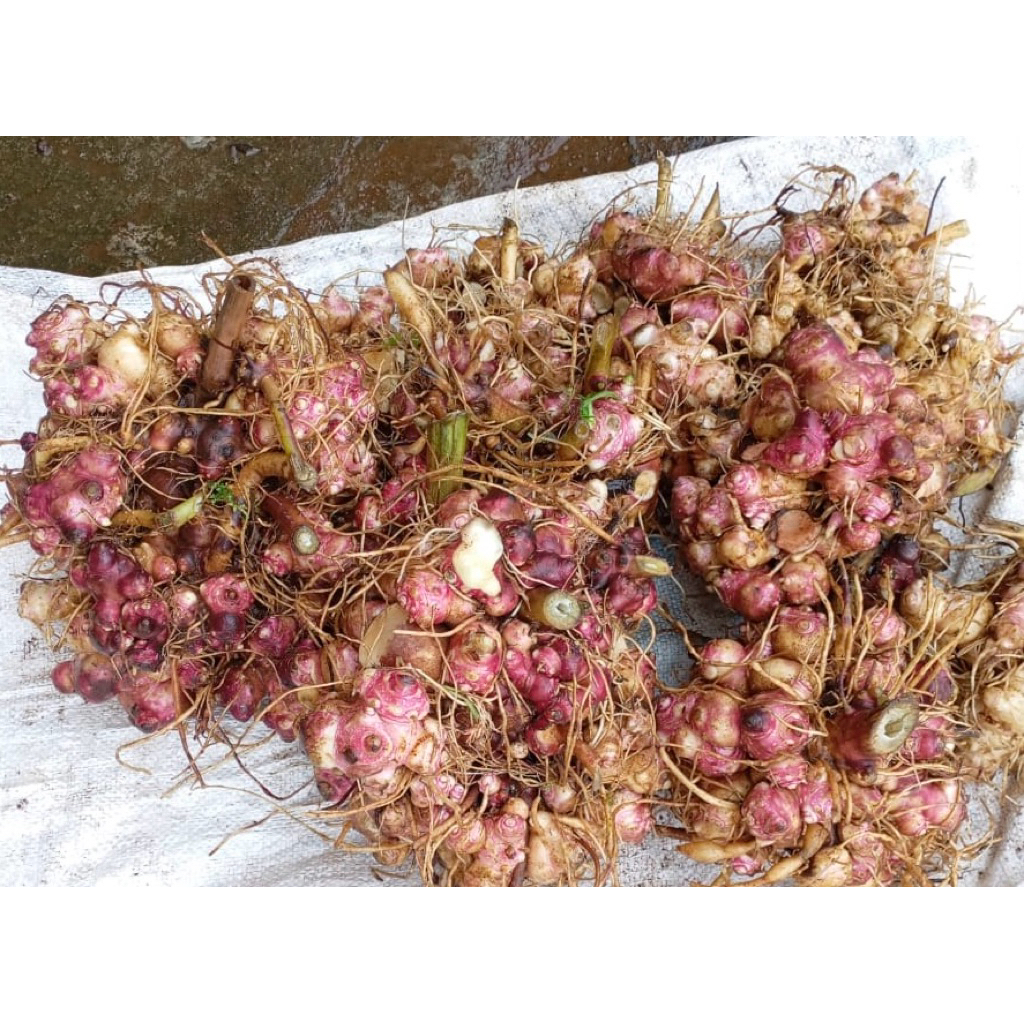 

rimpang ubi yacon asli 1kg