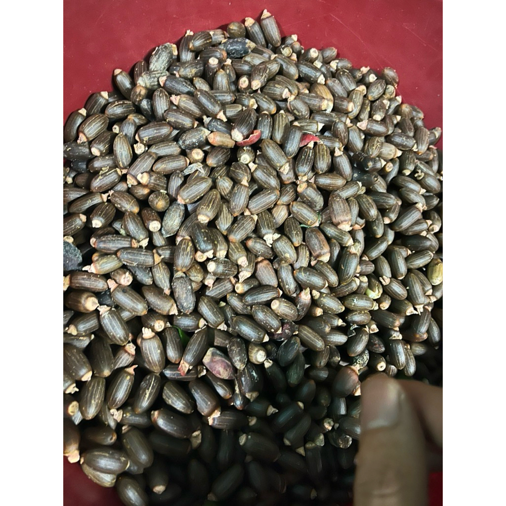 

BIJI MELINJO SUPER 250 gram