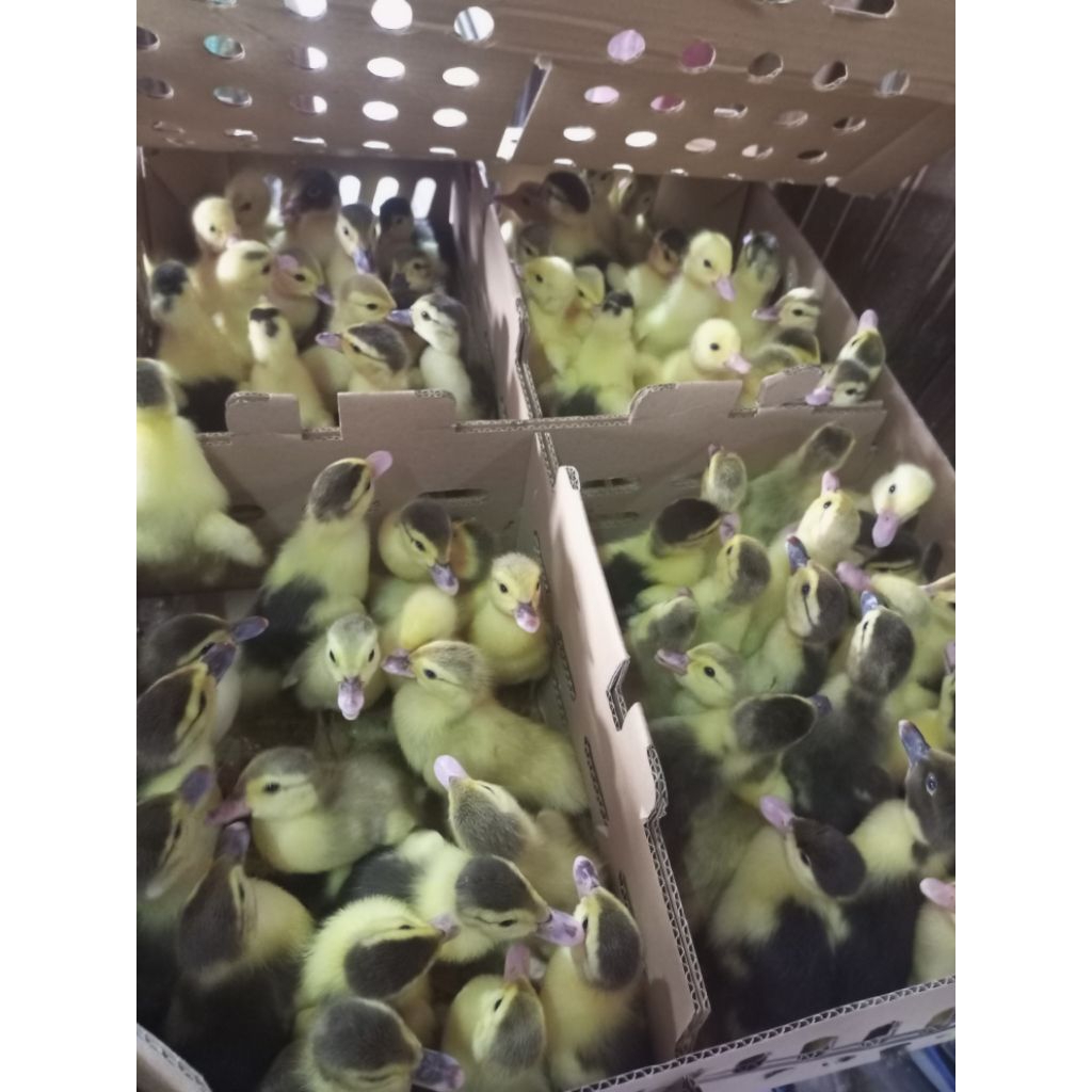 [Pesan 5 Free 1 ekor ]Bibit Bebek Entok Lokal - Mentok - Entog - Entok Lokal