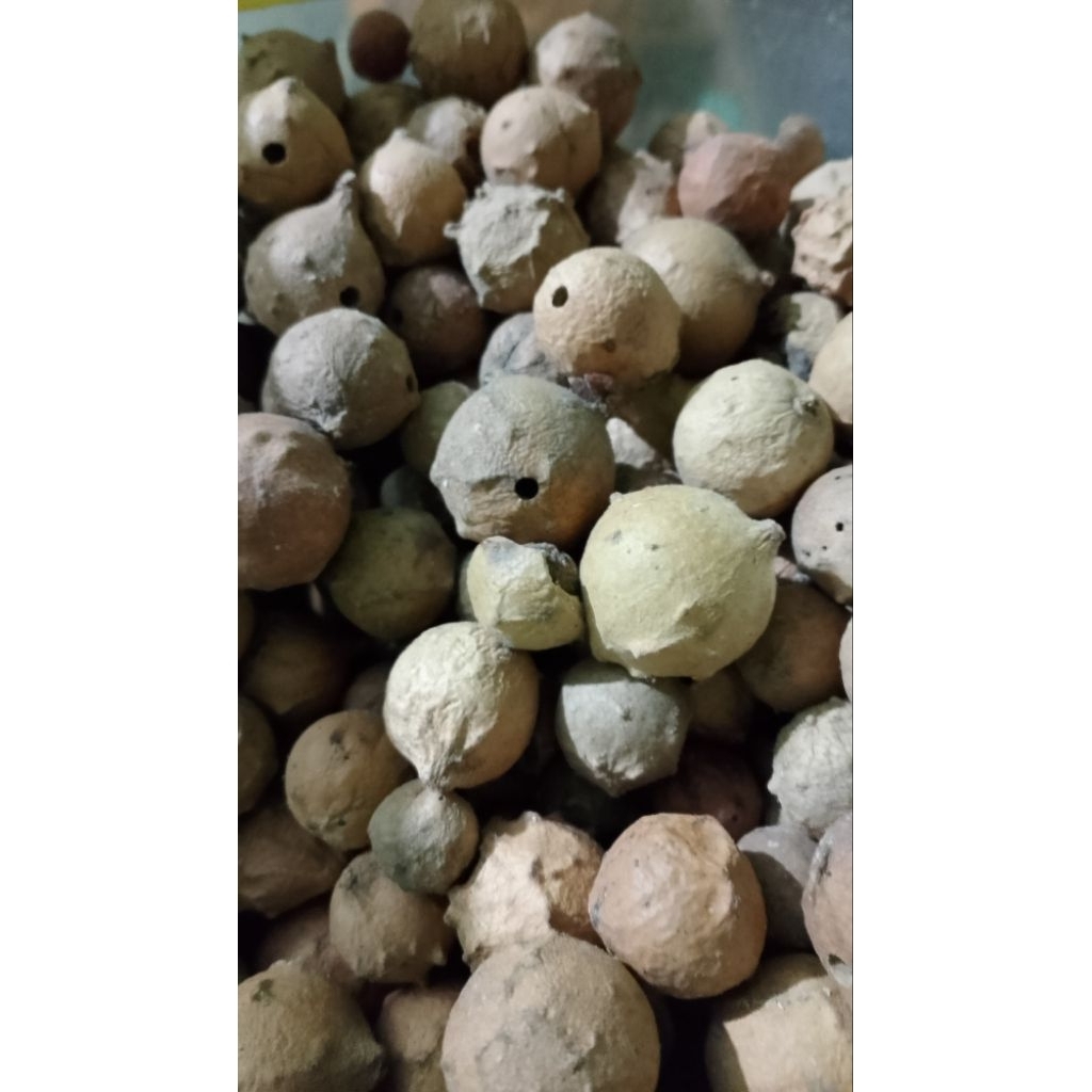 

MAJAKANI PUTIH/ MAJAAN PUTIH/jekkani pote/ bahan herbal / 100gr