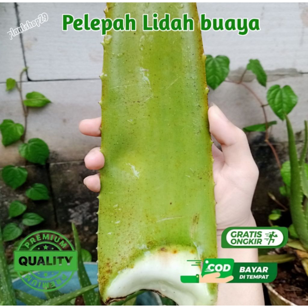 

pelepah lidah buaya jumbo - batang lidah buaya jumbo