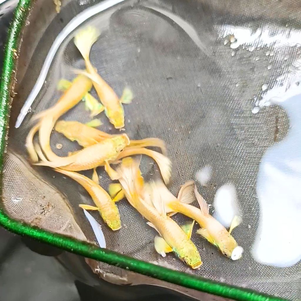 Guppy Albino Full Gold Murah