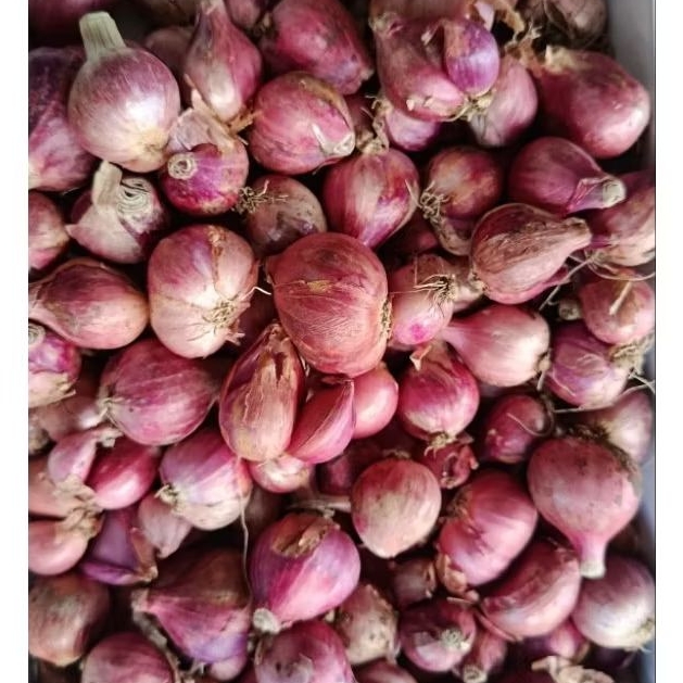 

Bawang merah besar instan surabaya