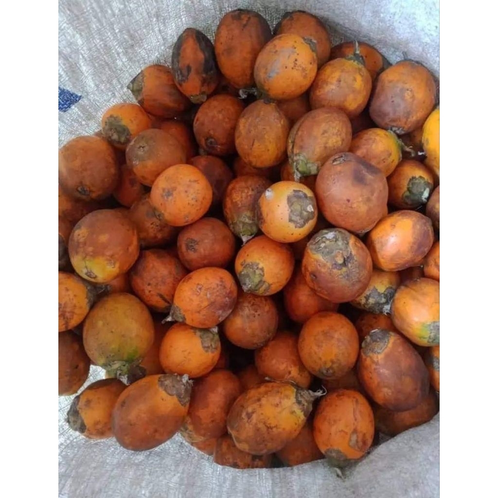 

buah pinang buah Jambe tua (untuk bahan jamu)