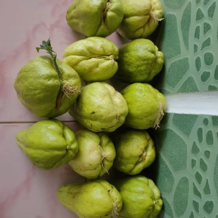 

Bibit labu Siam super bibit unggul siap tanam