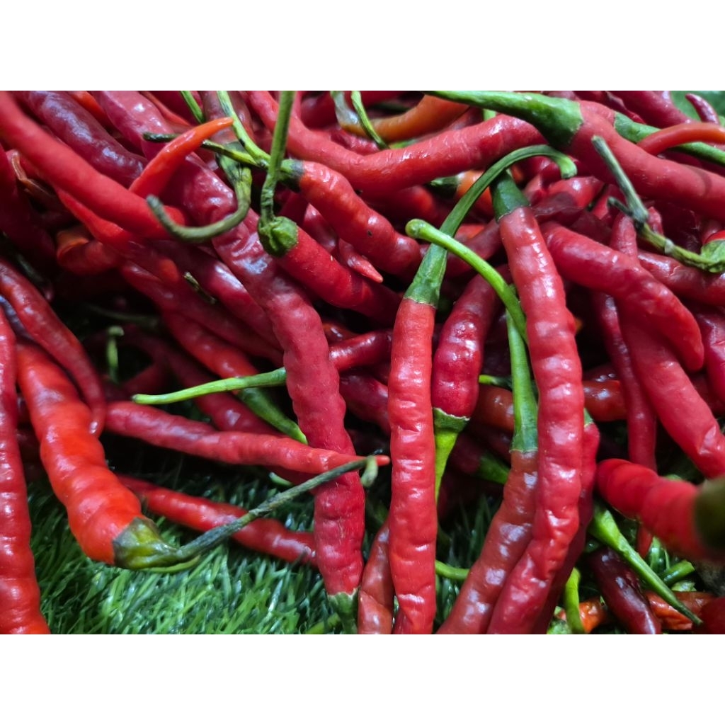 

Cabai merah keriting segar