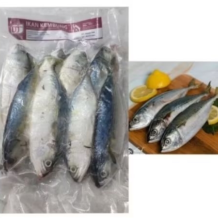 

Ikan Kembung