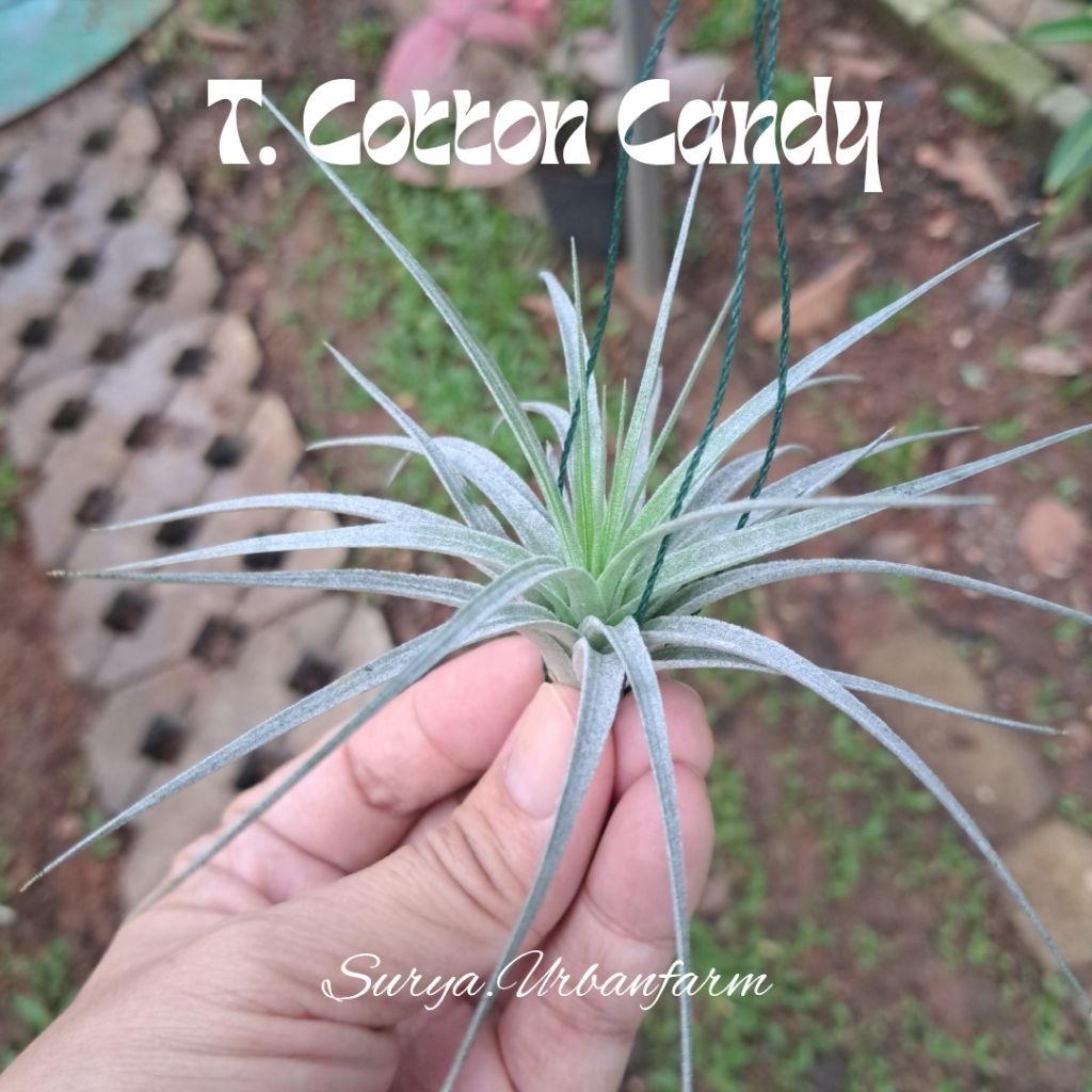 Tillandsia tillandsia Cotton candy tanaman udara airplant