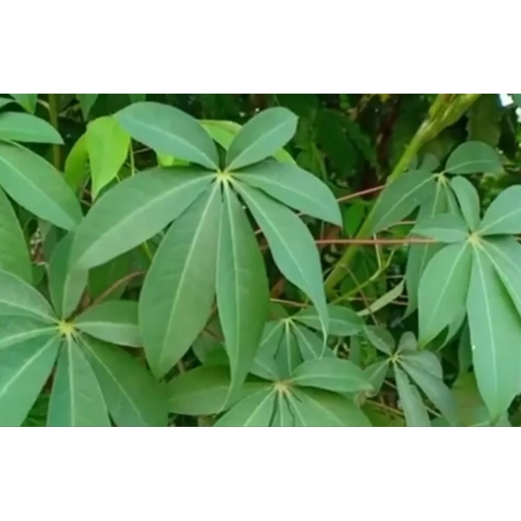 

Daun Randu 1 tangkai