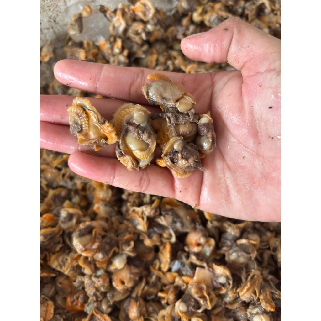 

Kerang Kupas kemasan 500 gr