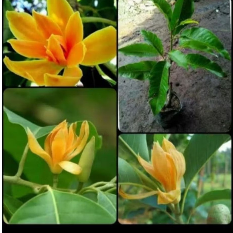 kantil kuning ( cempaka kuning)