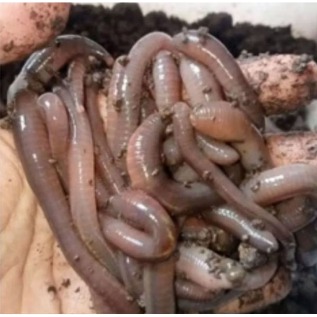 cacing kalung gram isi 15biji