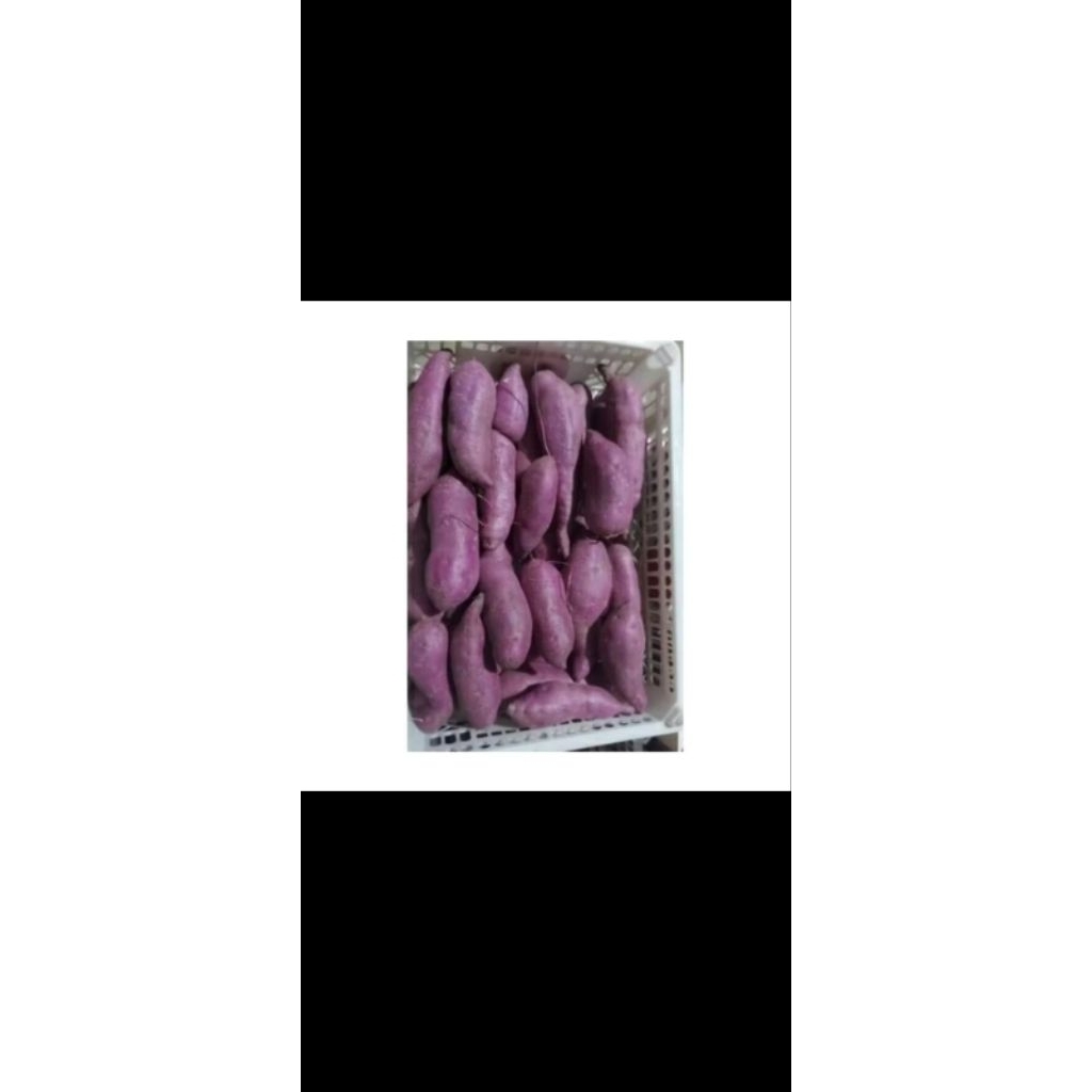 

Ubi Ungu Manis 1 Kg Segar dan Murah