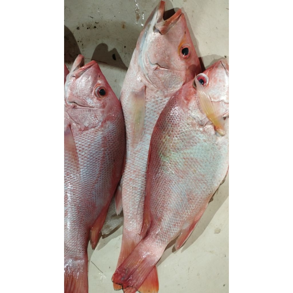 

Kakap Merah Segar @1kg - 5kg