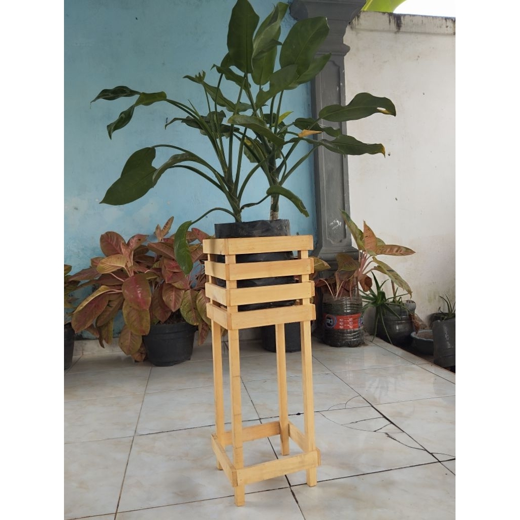 Raflezia Pot Kayu Anggrek Aesthetic
