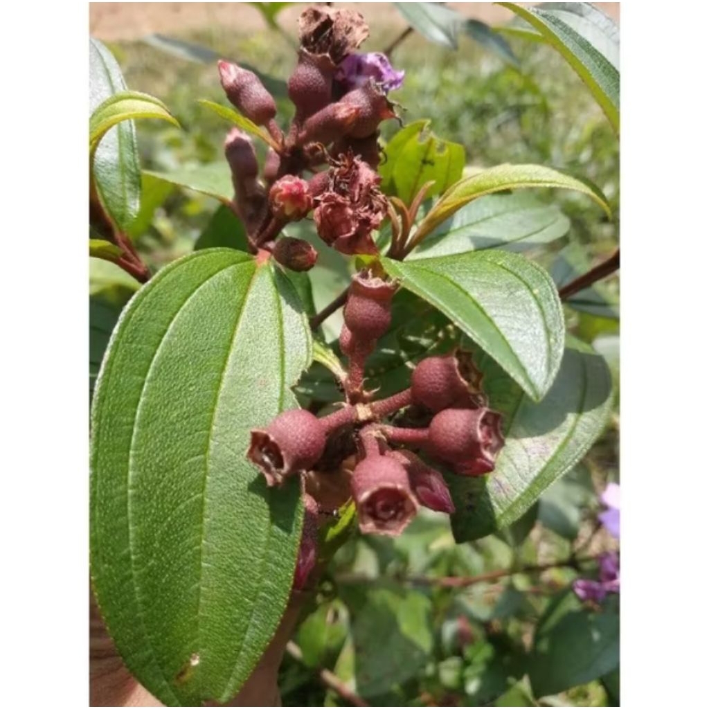 

Buah harendong SENGGANI Buah senggani 100g