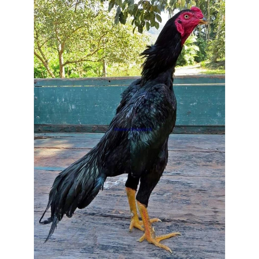 

Paket hemat 3 Telur Ayam Shamo import Fertil siap untuk ditetaskan