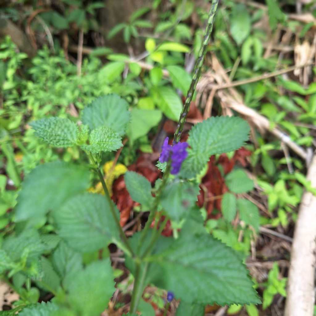 

SIDO HASIL - Daun Pecut Kuda / Jarong segar (Stachytarpheta jamaicensis) 250 gr