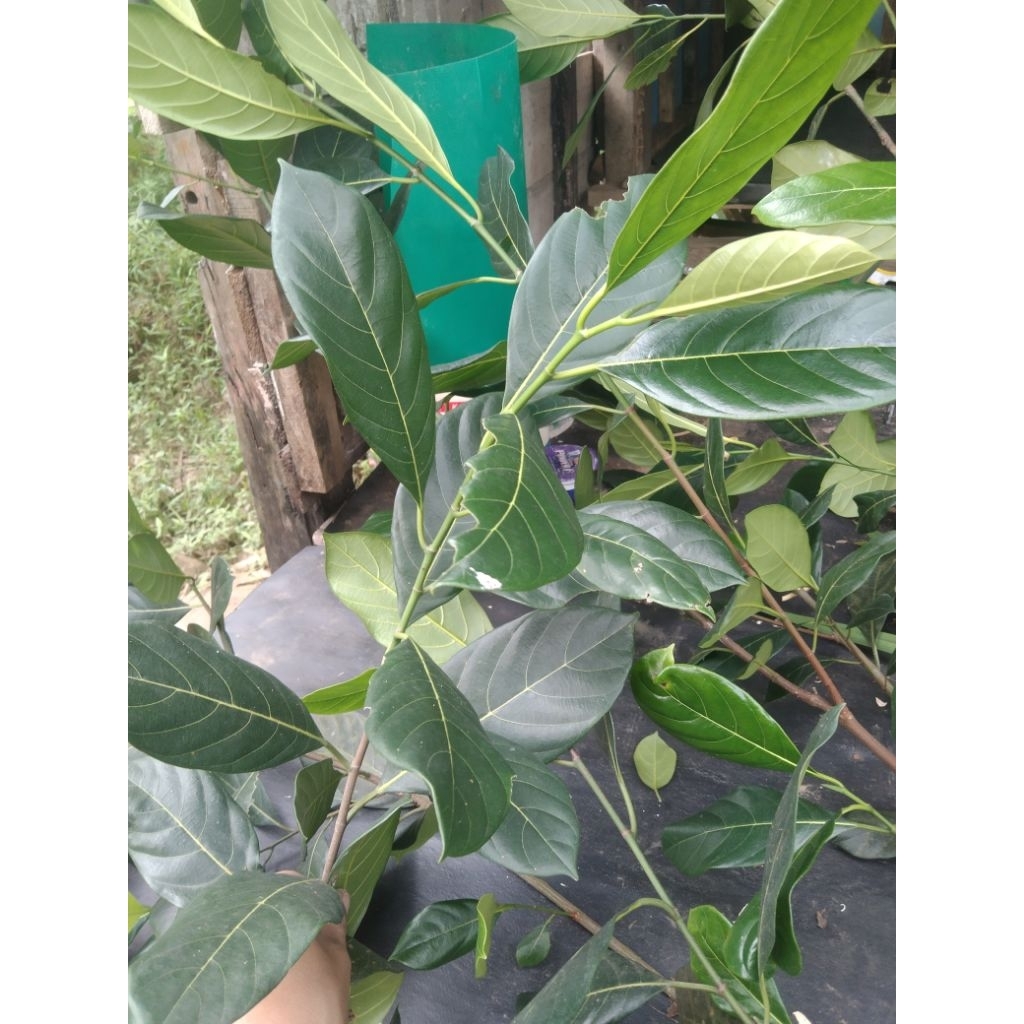 

Daun nangka segar termurah di petik saat ada orderan100 lembar fres