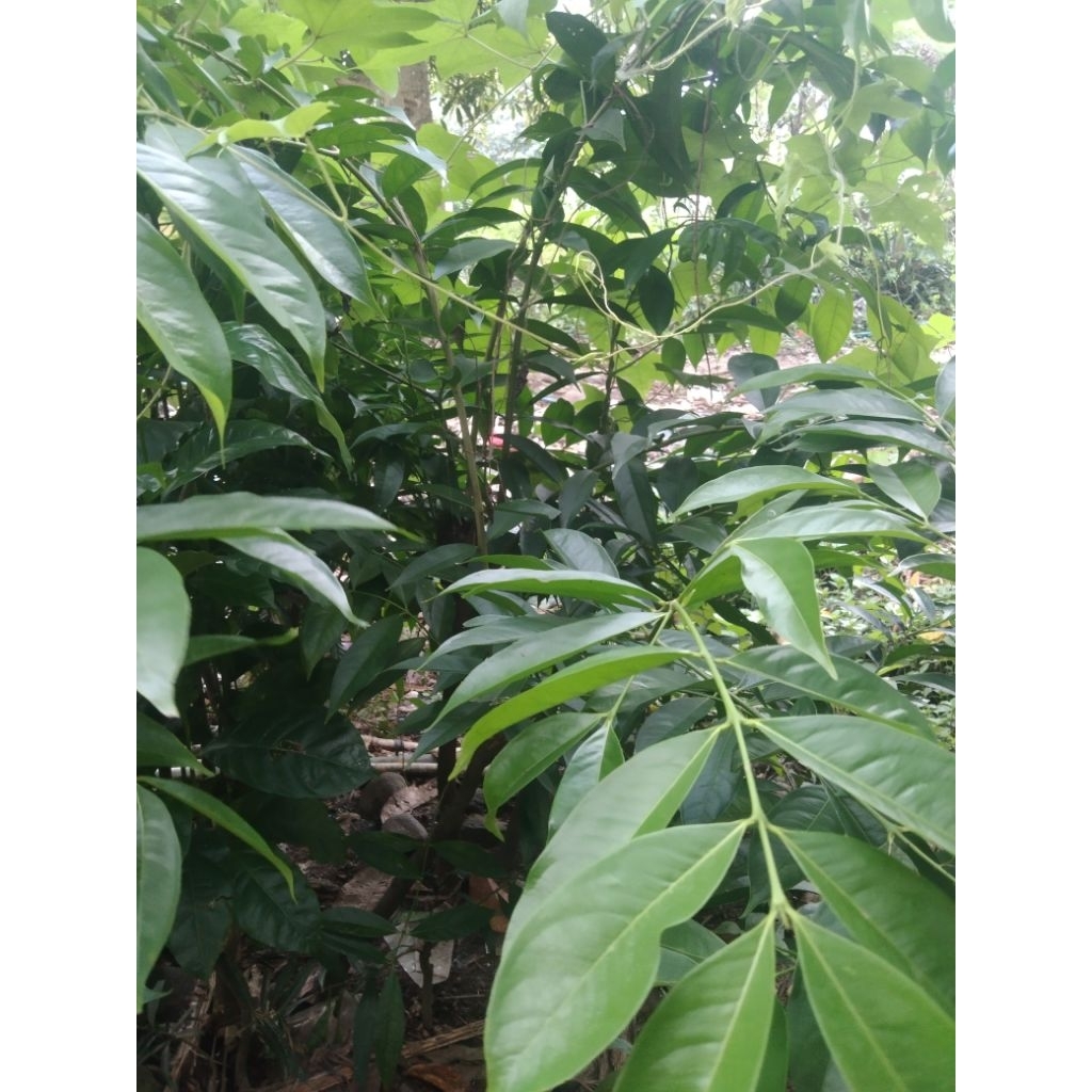 

PEROMO DAUN MAHKOTA DEWA OBAT HERBAL BAYK MANFATYAh 50 LEMBAR FRES