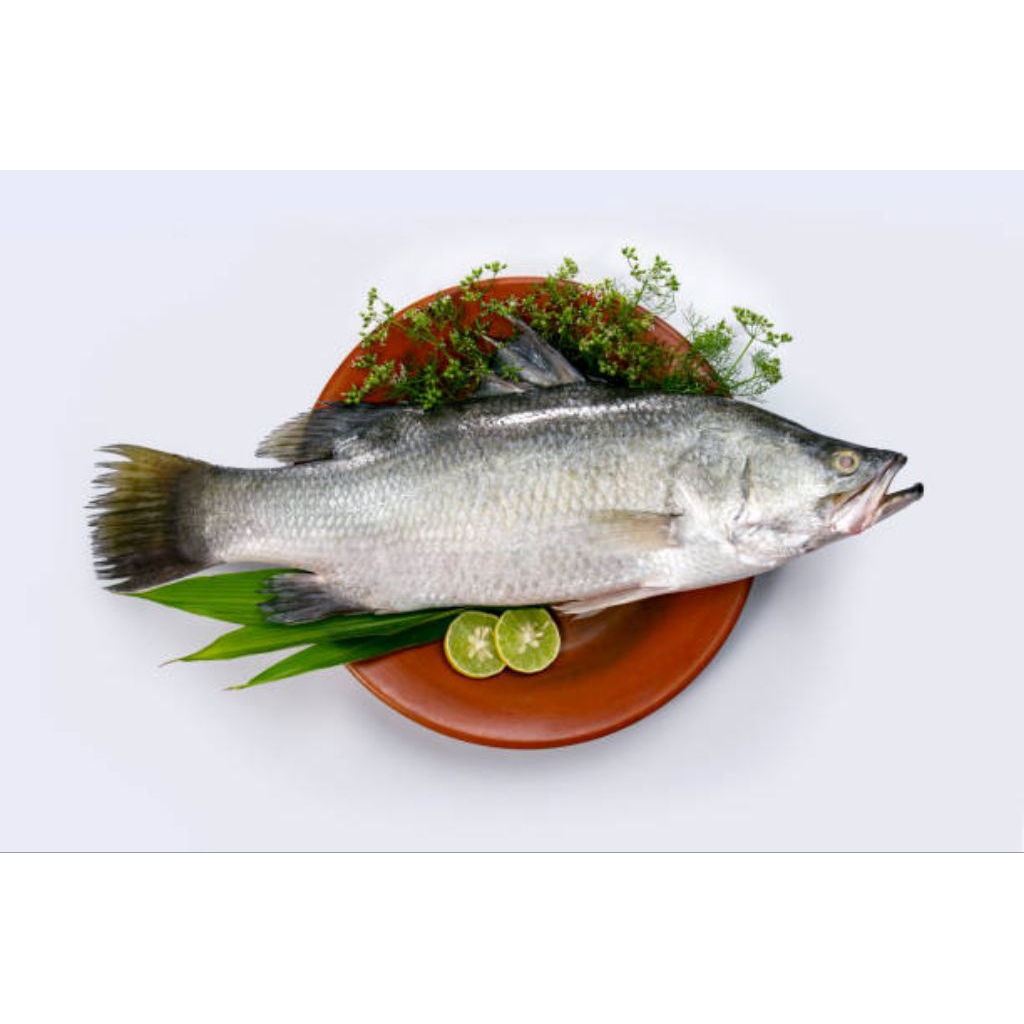 

Segar Kakap putih 1 kg per ekor