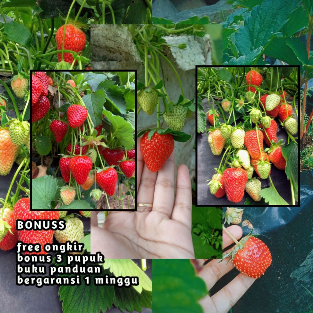 

4 pohon stroberi berbuah super manis cocok di tanam di taman