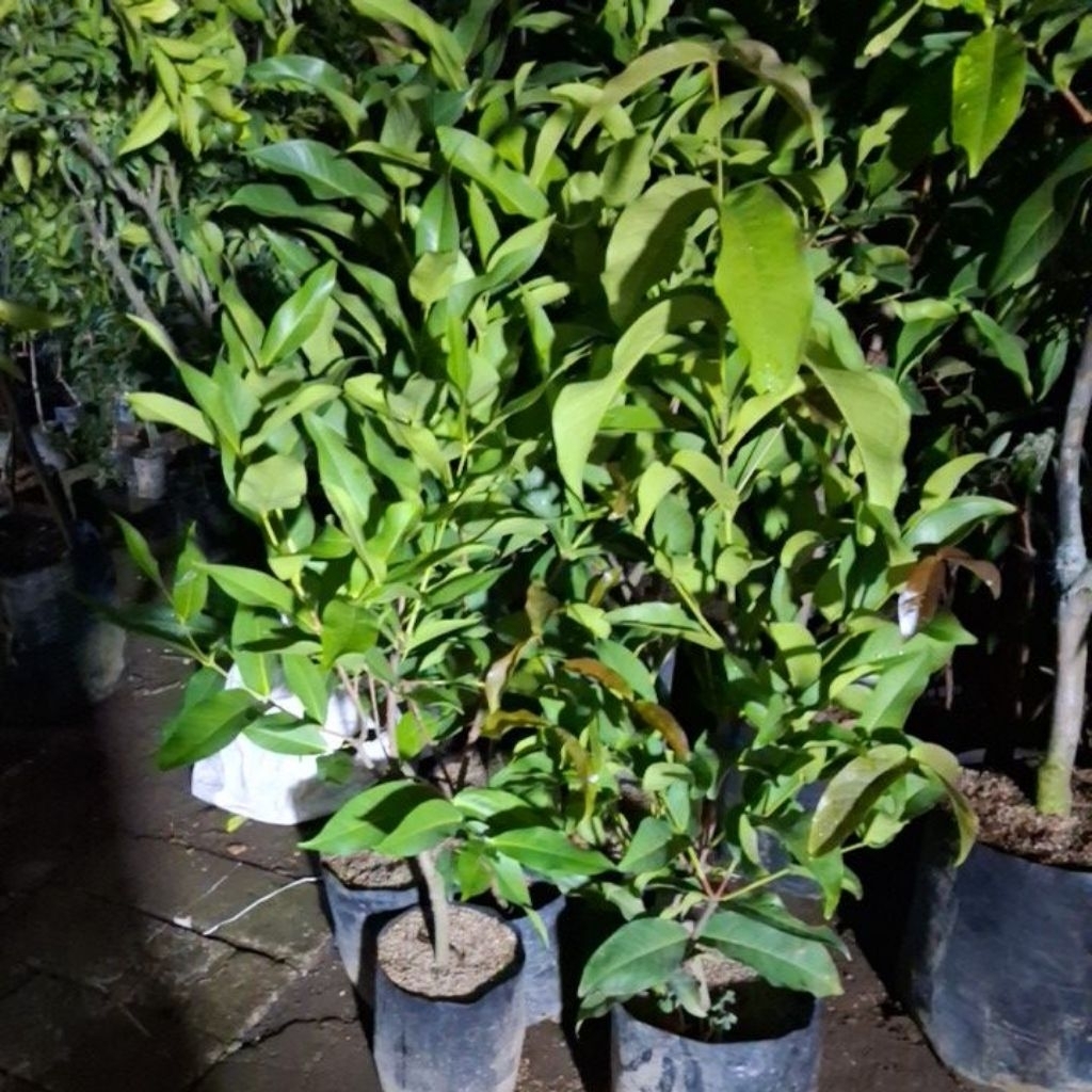 jambu air spek rimbun all varian