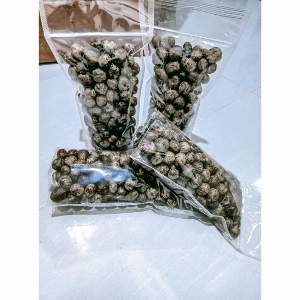BIBIT karet UNGGUL PB 260 isi 150