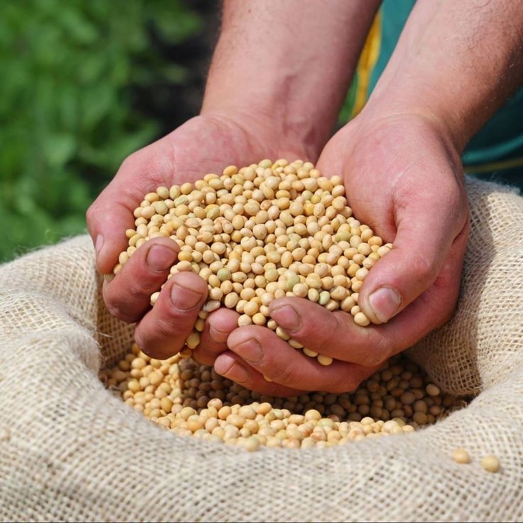 

Kacang Kedelai / Biji kedele mentah