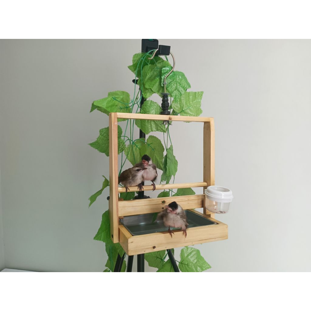 Sangkar Layang Kutilang Baki Mini Model Polos Aesthetic