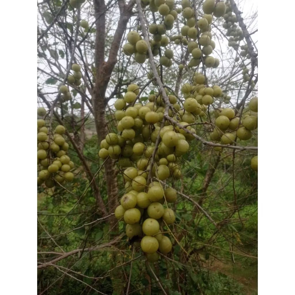 

buah malaka fres 500 gram