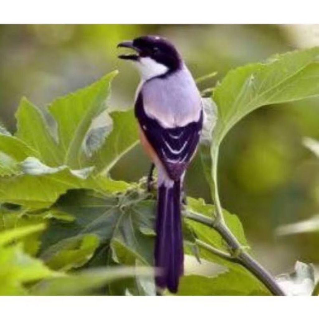 pentet blangkon asli pilihan istimewa