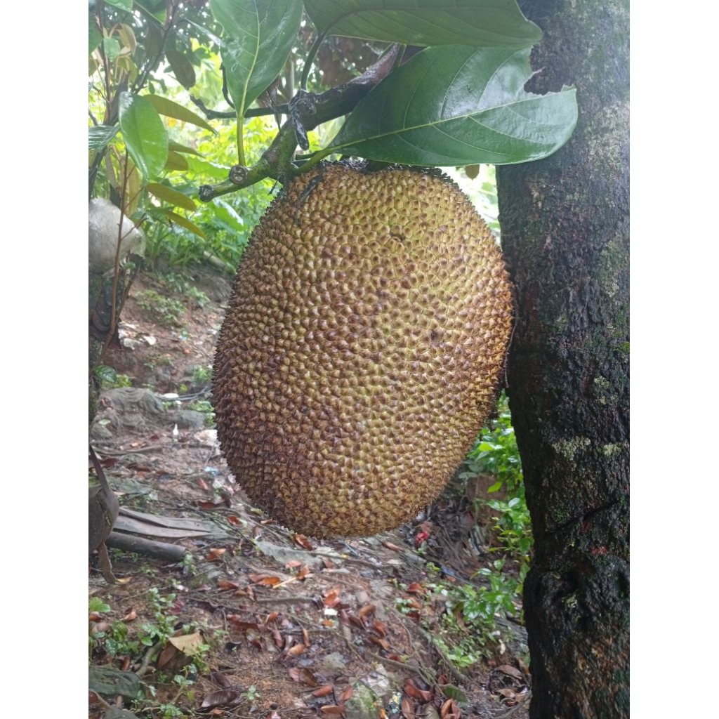 

nangka muda perbuah 4-7 kg buat masakan padang